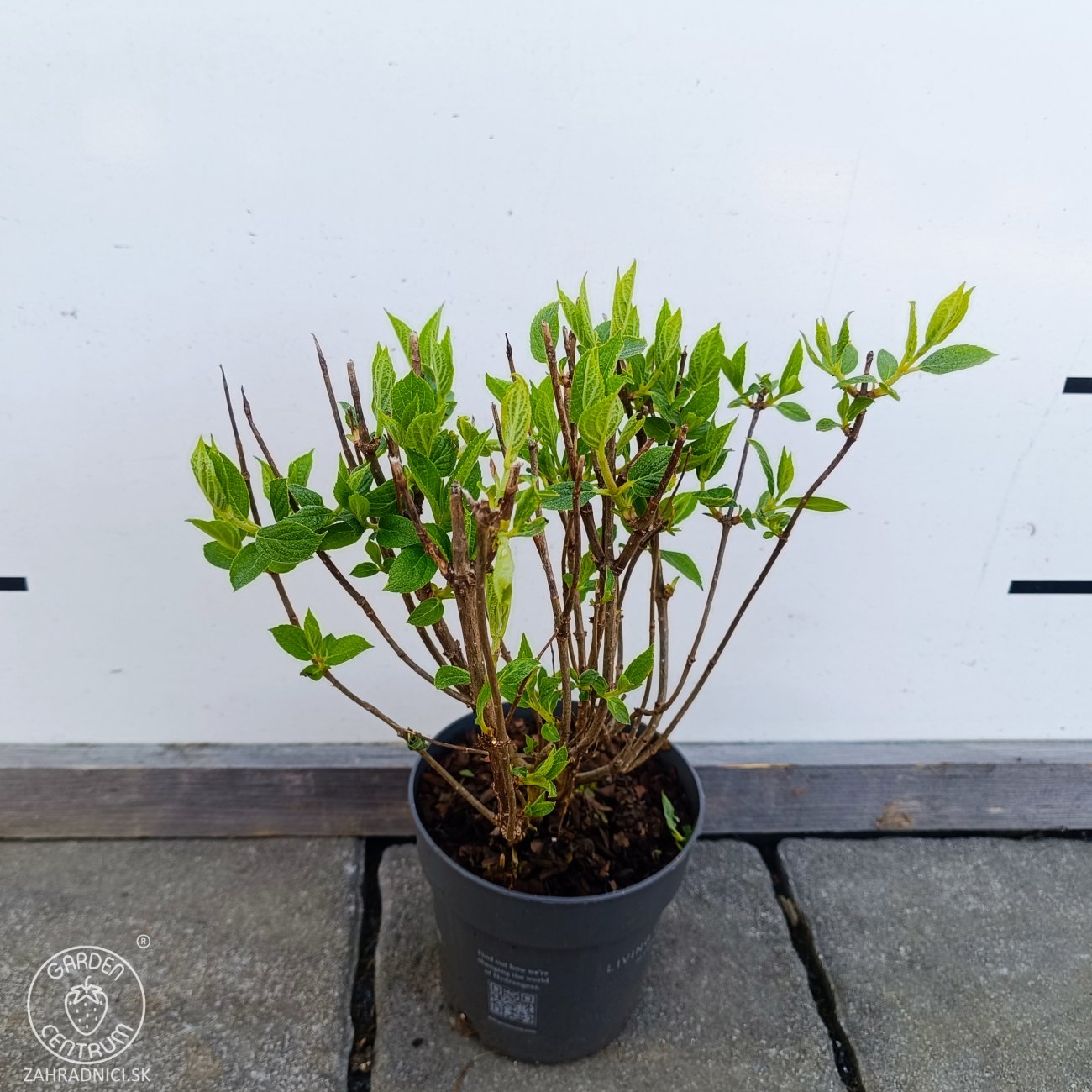 Obrázok Hortenzia metlinatá (Hydrangea paniculata) ´LIVING RED VELVET®´ by LIVING CREATIONS® - výška 20-30 cm, kont. C1,5L